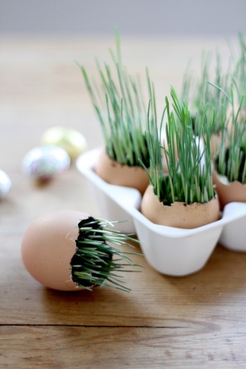 wheat-grass-eggs-4-erin-boyle-gardenista